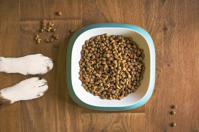 Pourquoi nourrir son chien sans croquettes est une bonne idée ?